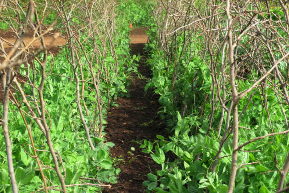 Peas were Jefferson's favorite vegetable. He grew 24 varieties, devoting an uncommon amount of garden real estate to them. Marrowfat peas — staked here with alder branches — are a late-season variety, best for drying. 
