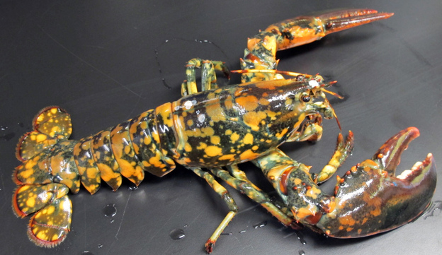 The calico lobster known as Calvin is shown in this photo provided by Boston's New England Aquarium. The lobster is dark with bright orange and yellow spots.