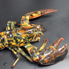 The calico lobster known as Calvin is shown in this photo provided by Boston's New England Aquarium. The lobster is dark with bright orange and yellow spots. The calico lobster known as Calvin is shown in this photo provided by Boston's New England Aquarium. The lobster is dark with bright orange and yellow spots.