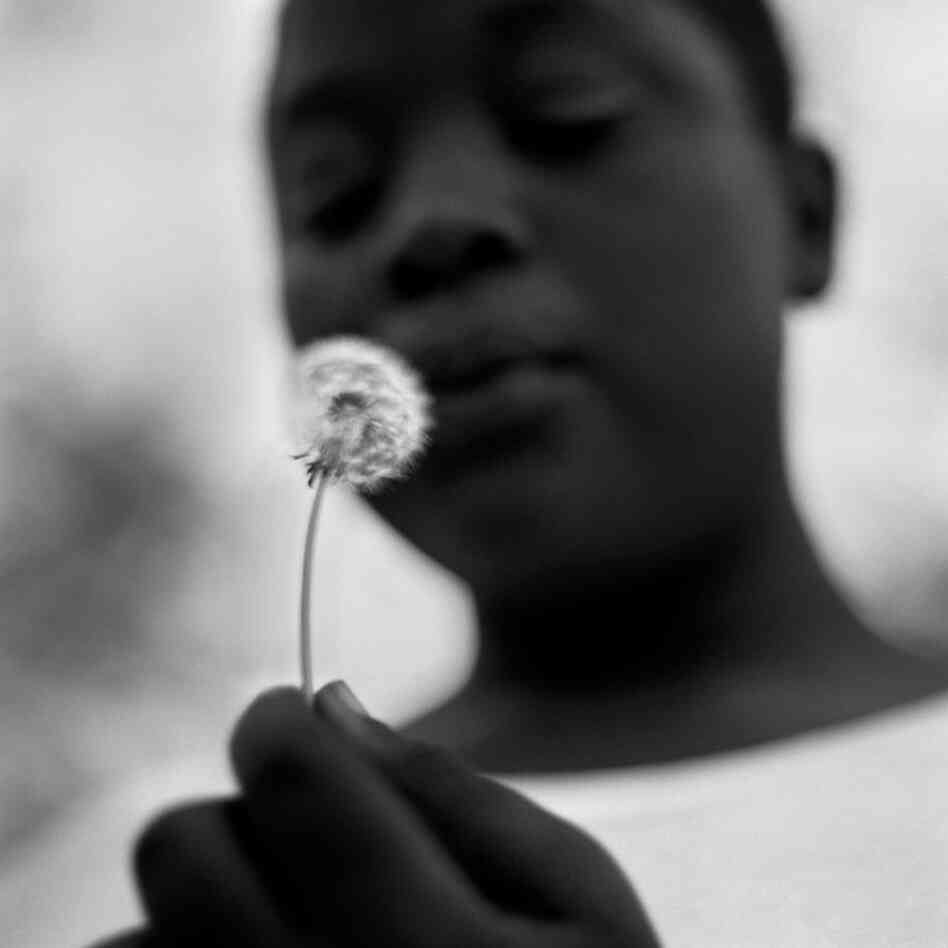 Dandelion in Duncan, April 2011