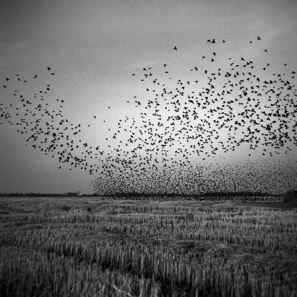 Black birds swarm over a harvested field near Mound Bayou, December 2010.