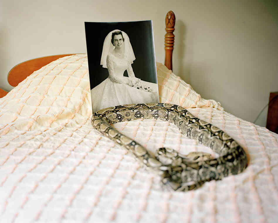 Snakes On My Childhood Bed