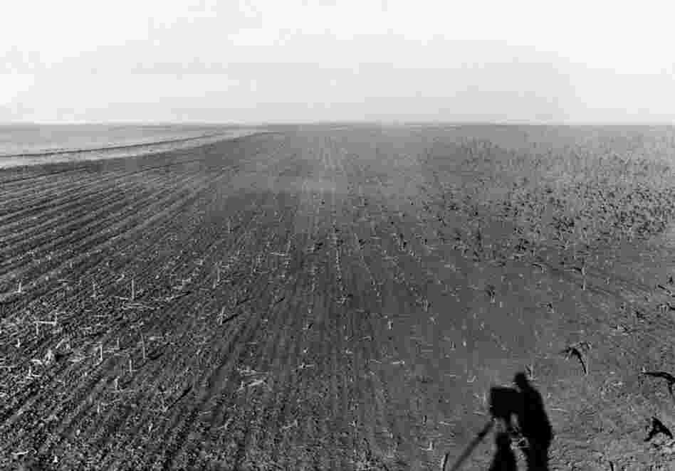 July 30, 1931: A field of crops ravaged by grasshoppers in the Great Plains. According to an Associated Press article published a few days earlier, one South Dakota farmer, "hearing that turkeys would eat the grasshoppers, sent his flock into the fields." In something of a David-and-Goliath tale, the turkeys came back without feathers.