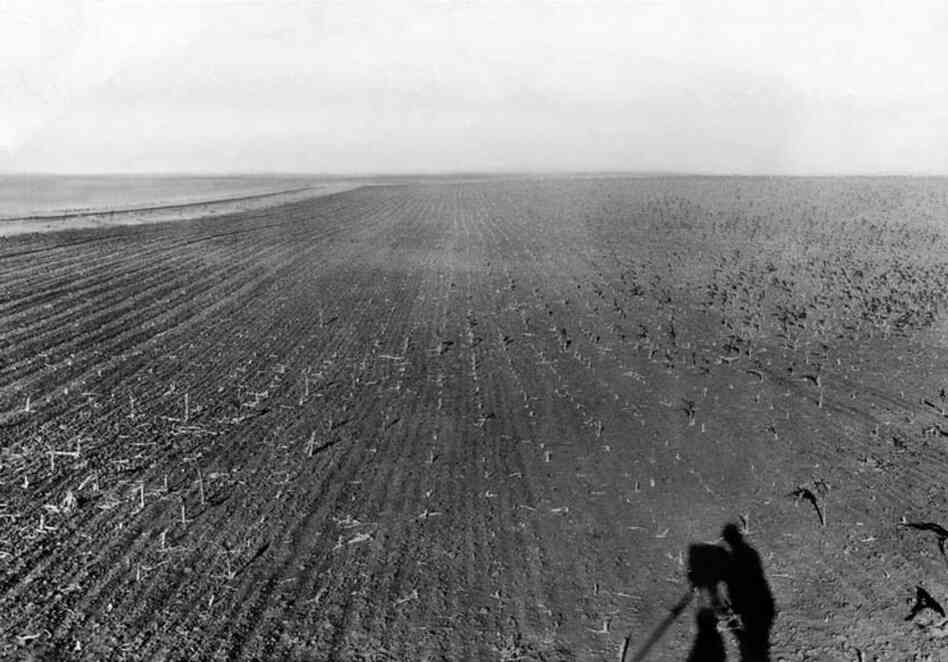 July 30, 1931: A field of crops ravaged by grasshoppers in the Great Plains. According to an Associated Press article published a few days earlier, one South Dakota farmer, "hearing that turkeys would eat the grasshoppers, sent his flock into the fields." In something of a David-and-Goliath tale, the turkeys came back without feathers.