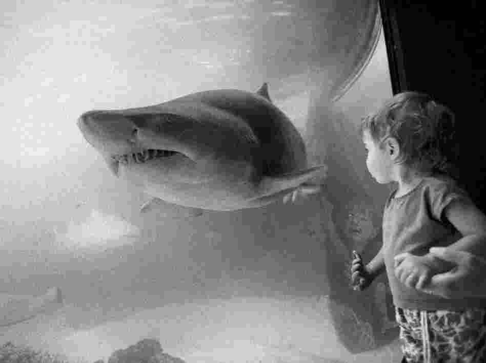July 21, 1993. "Where Sharks Face Off With Gentler Souls" was the headline on an article published about the New York Aquarium in Coney Island. "If you were to mix one drop of blood with a hundred million drops of salt water," the reporter noted, "a shark could detect that drop of blood as far as a quarter mile away."