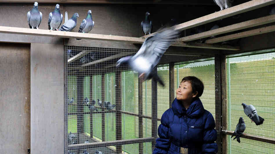Chinese buyers are driving up the prices of racing pigeons to astronomical levels. One buyer paid $328,000 for a single bird earlier this year. Belgium, however, remains the center of pigeon-breeding. Here, Yi Minna, the chief operating officer at the Pipa pigeon auction house, is shown in Knesselare, Belgium, last year. Chinese buyers are driving up the prices of racing pigeons to astronomical levels. One buyer paid $328,000 for a single bird earlier this year. Belgium, however, remains the center of pigeon-breeding. Here, Yi Minna, the chief operating officer at the Pipa pigeon auction house, is shown in Knesselare, Belgium, last year.