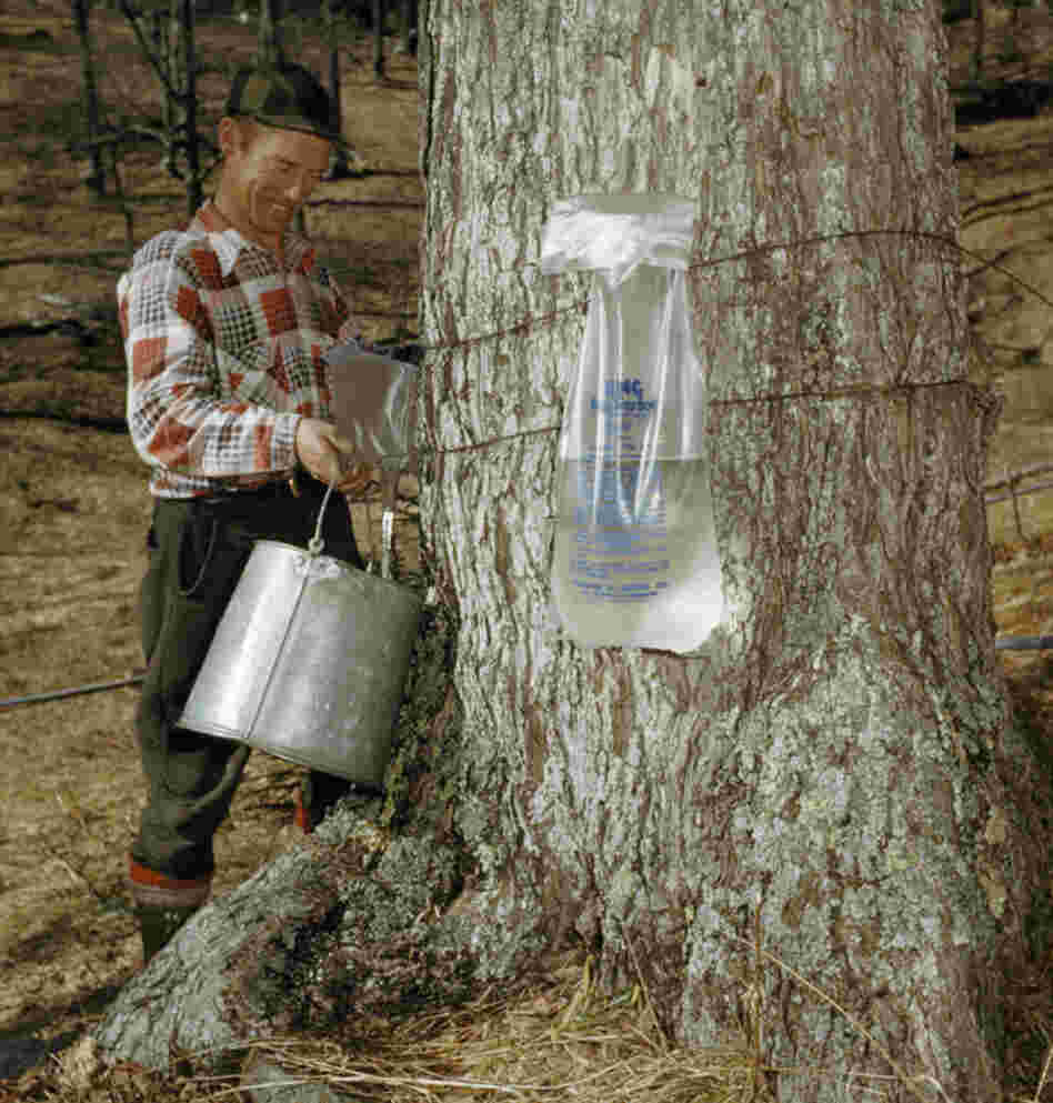 This farmer, pouring maple sap into his pail near Wilmington, Vt., in 1954, may have turned the dregs of the season's sap into beer.