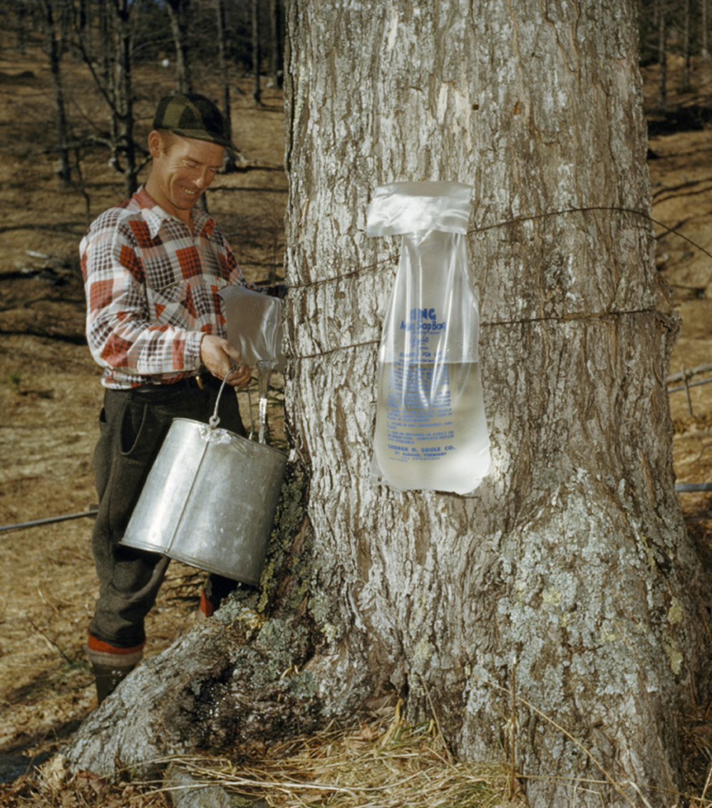 This farmer, pouring maple sap into his pail near Wilmington, Vt., in 1954, may have turned the dregs of the season's sap into beer.