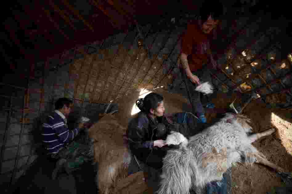 Workers brush cashmere goats in South Gobi on the Badam family's farm. Cashmere wool, milk and meat are the main commodities for Mongolia's herders.