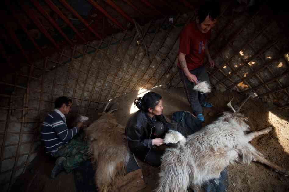 Workers brush cashmere goats in South Gobi on the Badam family's farm. Cashmere wool, milk and meat are the main commodities for Mongolia's herders.