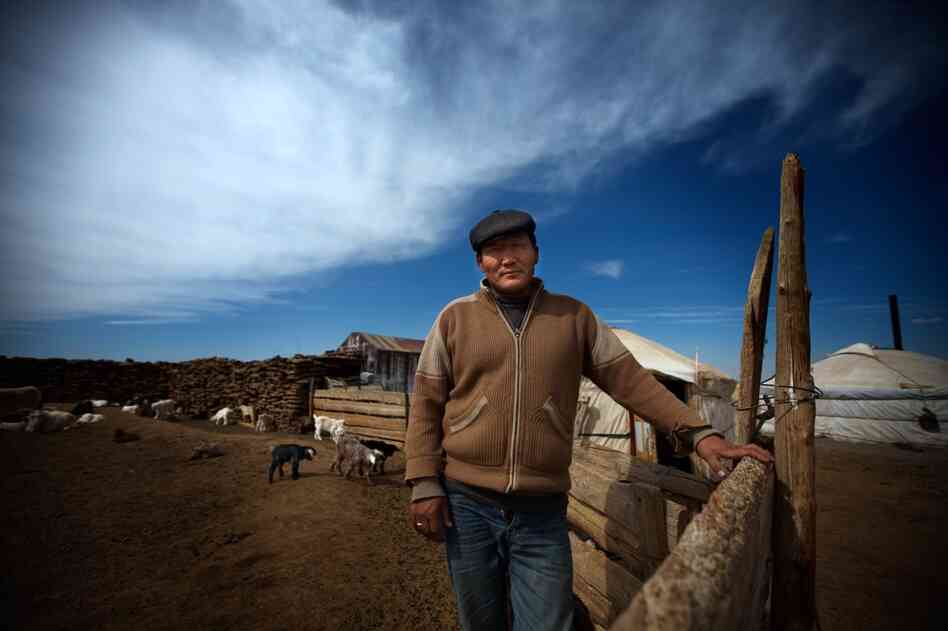 Bat-Erdene Badam stands inside his animal corral, made of wood and compressed animal dung. He says none of his children are interested in continuing to work as herders.