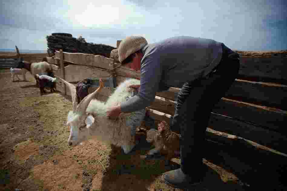 The Badam family raises sheep and goats and camels in the South Gobi.