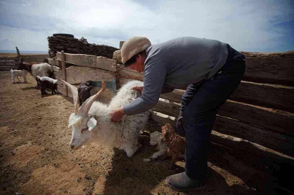 The Badam family raises sheep and goats and camels in the South Gobi.