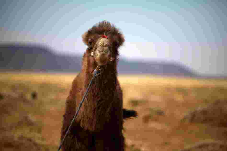 A baby Bactrian camel is tied up at the edge of the Badam family's small farmstead. Bactrian camels — like all Mongolian mammals — have thick fur to withstand the winters.