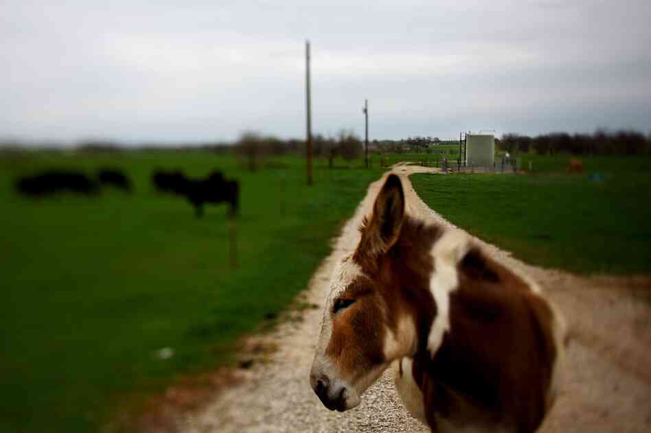 Gas infrastructure is mixed in with pasture land. Scientists say they don't yet know whether fracking is endangering the health of nearby residents.