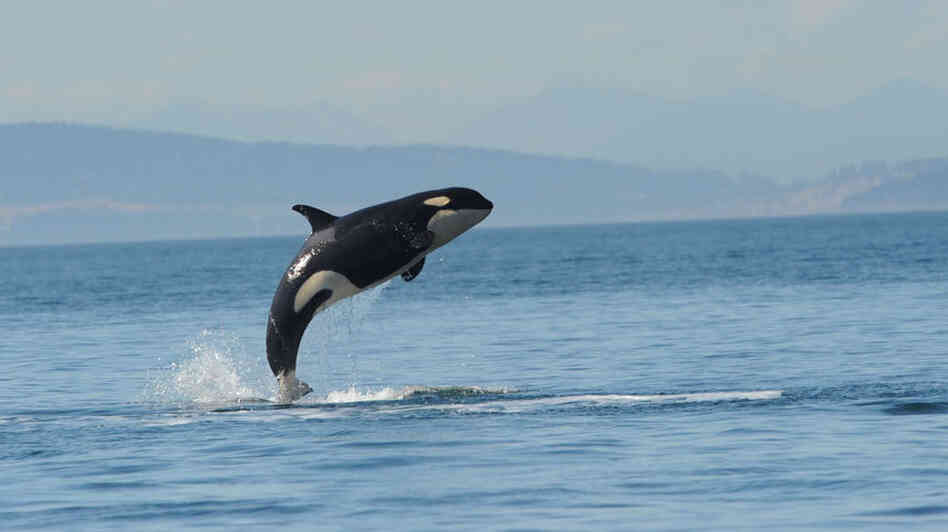 Orca L112, also known as Victoria, was 3 years old when she washed up on the Washington coast. An investigation into her death has been inconclusive. Orca L112, also known as Victoria, was 3 years old when she washed up on the Washington coast. An investigation into her death has been inconclusive.
