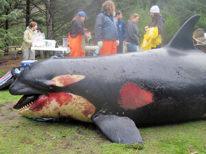 Victoria's body had suffered blunt trauma and bruising. An investigative team says the whale was healthy when she died. Victoria's body had suffered blunt trauma and bruising. An investigative team says the whale was healthy when she died.