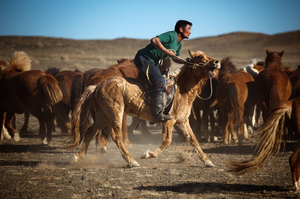 Horses were first domesticated in the area that is Mongolia today. The original cowboys, Mongolians ride on wooden saddles and are some of the best horsemen in the world. They're a part of Mongolia's traditional culture, which is under pressure from the mining boom. Horses were first domesticated in the area that is Mongolia today. The original cowboys, Mongolians ride on wooden saddles and are some of the best horsemen in the world. They're a part of Mongolia's traditional culture, which is under pressure from the mining boom.