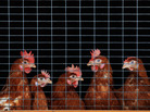 Do complex Wall Street transactions ever do anything to help average people? To answer that question, we consider the case of an imaginary company, Chickens LLC, that's looking to grow. Do complex Wall Street transactions ever do anything to help average people? To answer that question, we consider the case of an imaginary company, Chickens LLC, that's looking to grow.