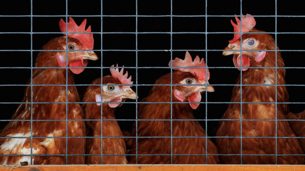 Do complex Wall Street transactions ever do anything to help average people? To answer that question, we consider the case of an imaginary company, Chickens LLC, that's looking to grow. Do complex Wall Street transactions ever do anything to help average people? To answer that question, we consider the case of an imaginary company, Chickens LLC, that's looking to grow.