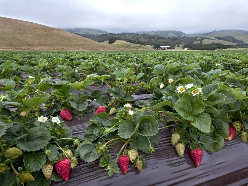 Strawberry research fields in Watsonville, Calif.