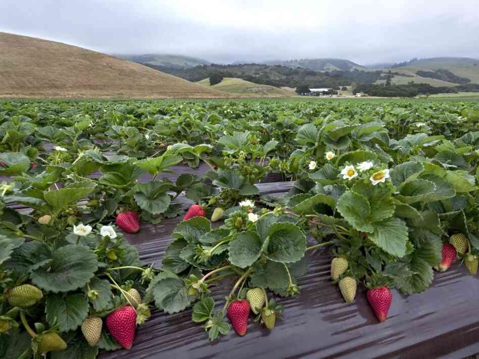 Strawberry research fields in Watsonville, Calif.