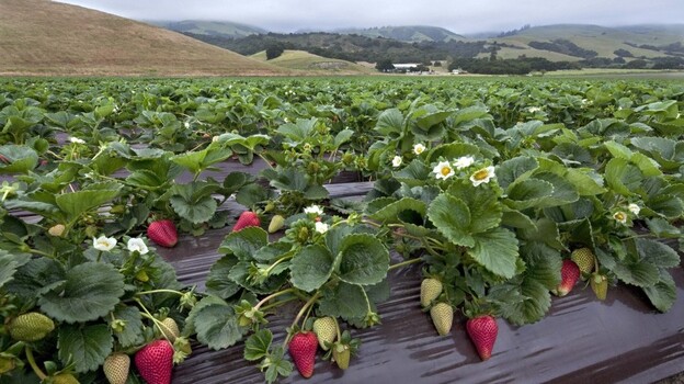 Strawberry research fields in Watsonville, Calif. (courtesy California Strawberry Commission)