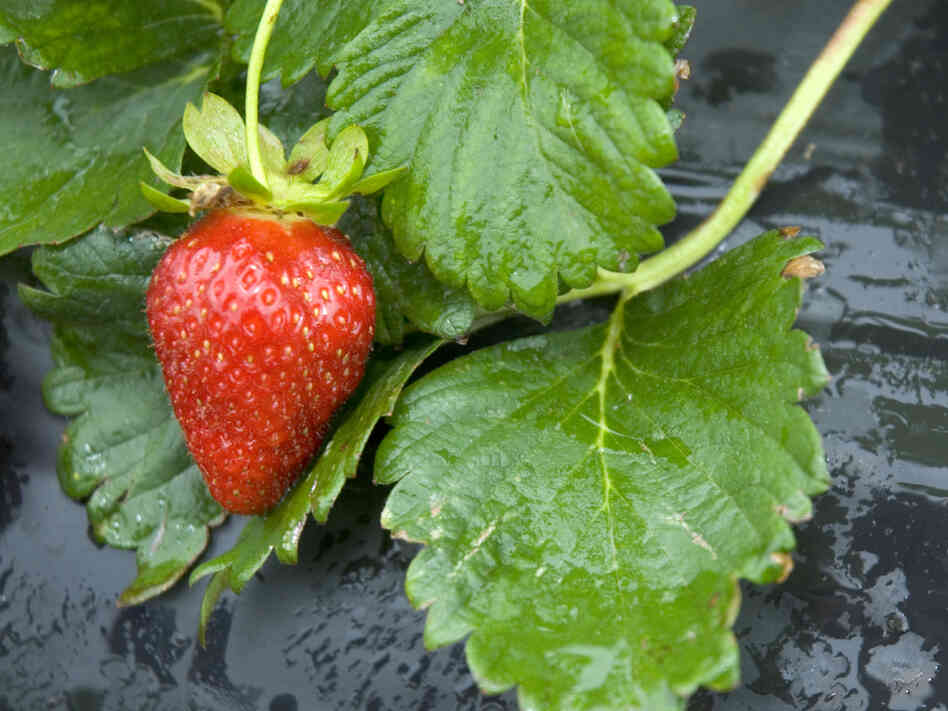 strawberry
