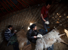 Workers brush cashmere goats in South Gobi on Bat-Erdene Badam's family farm. Cashmere wool, milk and meat are the main commodities for Mongolia's herders. Workers brush cashmere goats in South Gobi on Bat-Erdene Badam's family farm. Cashmere wool, milk and meat are the main commodities for Mongolia's herders.