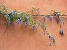 Wisteria grows in Guerneville, Calif. Wisteria grows in Guerneville, Calif.