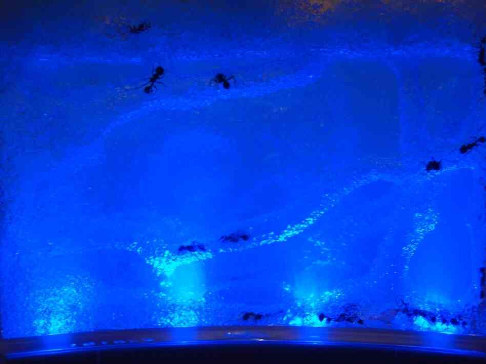 The ants build tunnels through their space-age habitat.