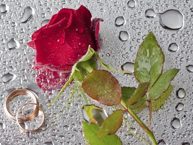 Rose with wedding rings.
