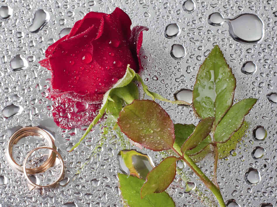 Rose with wedding rings.