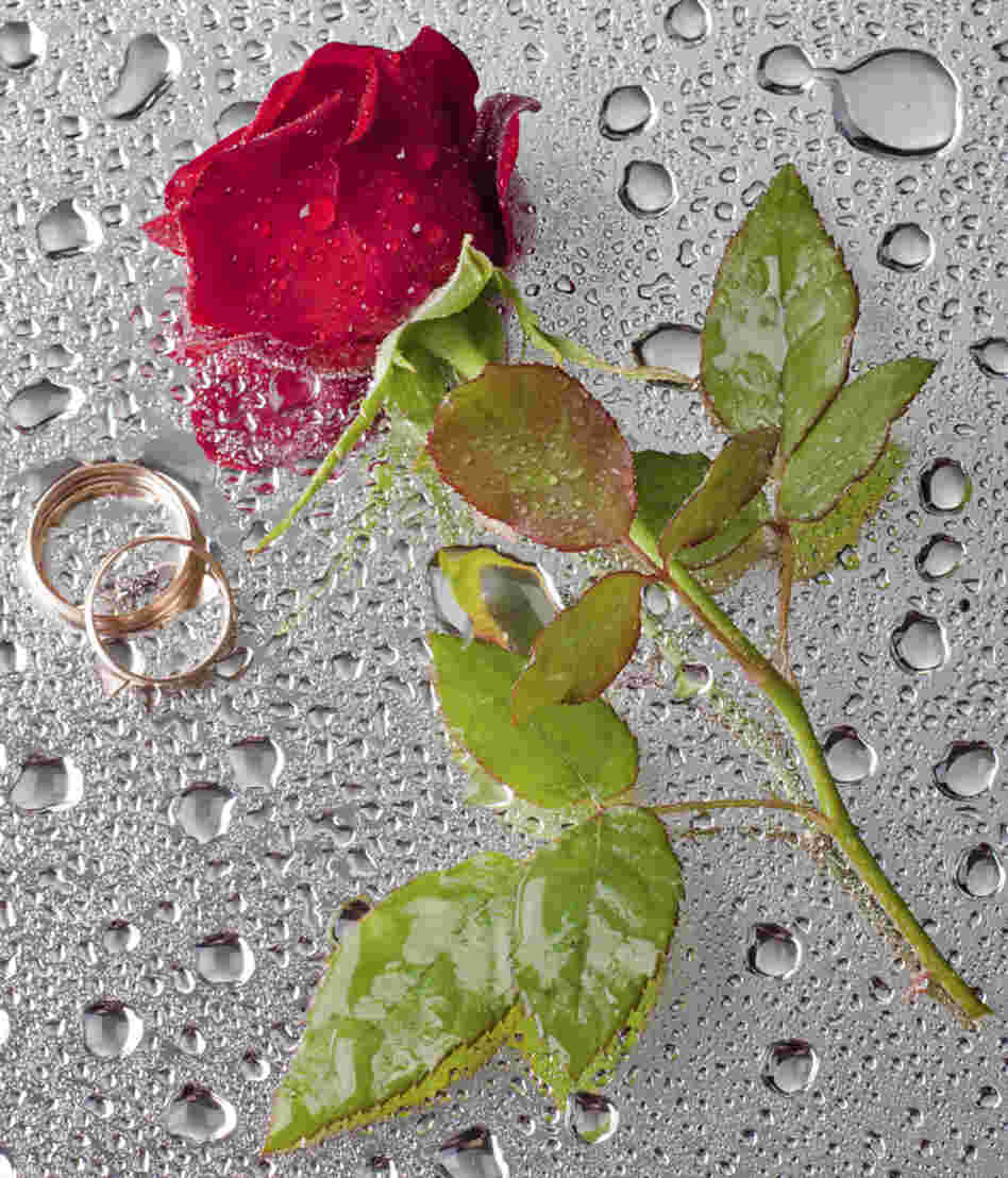 Rose with wedding rings.