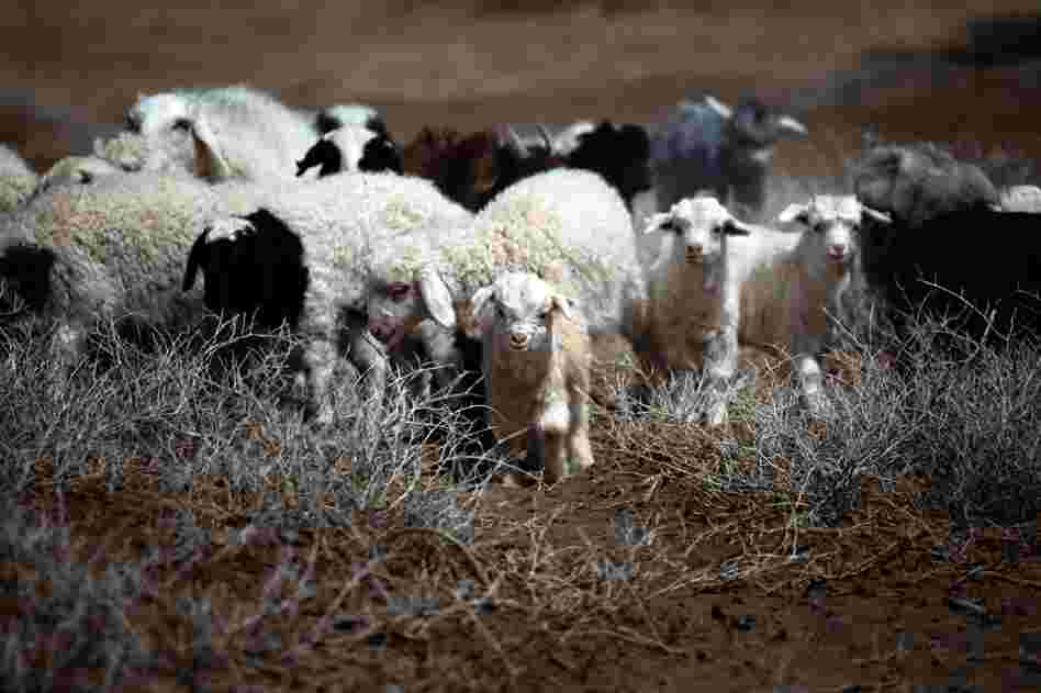 For centuries, Mongolians have relied on herding for their livelihood, depending on animals such as these cashmere goats and sheep for food, fuel and income.