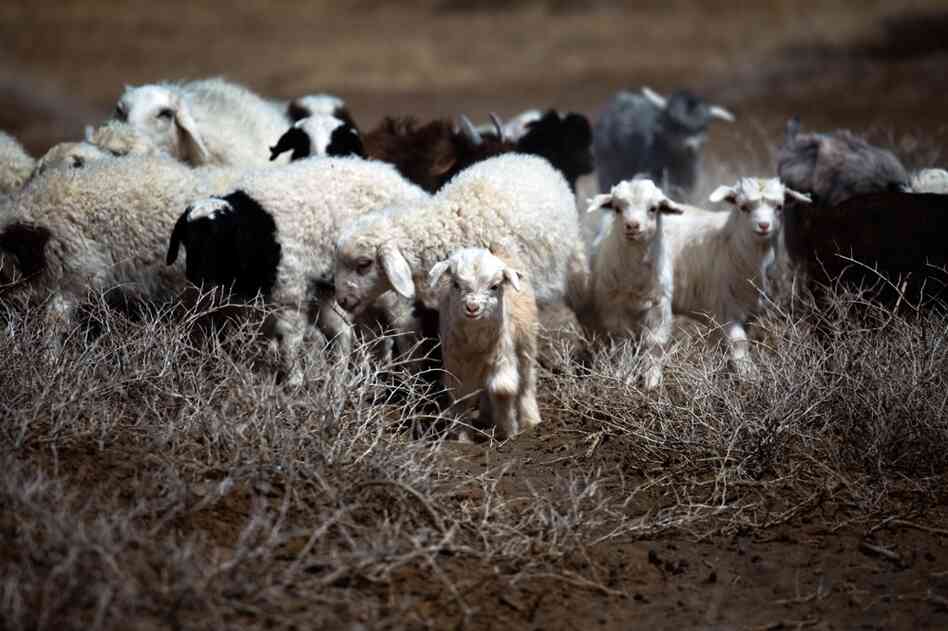 For centuries, Mongolians have relied on herding for their livelihood, depending on animals such as these cashmere goats and sheep for food, fuel and income.