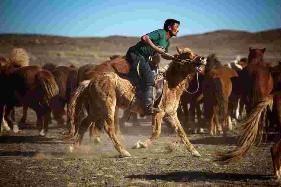 The cowboys in Mongolia — where horses were first domesticated — are considered some of the best horsemen in the world. Mongolian horses are shorter and furrier than Western versions. It's another part of traditional Mongolian life that is fading away.