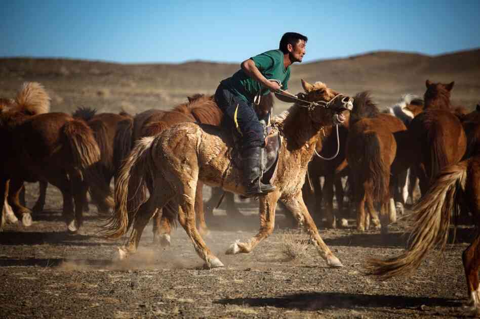 The cowboys in Mongolia — where horses were first domesticated — are considered some of the best horsemen in the world. Mongolian horses are shorter and furrier than Western versions. It's another part of traditional Mongolian life that is fading away.