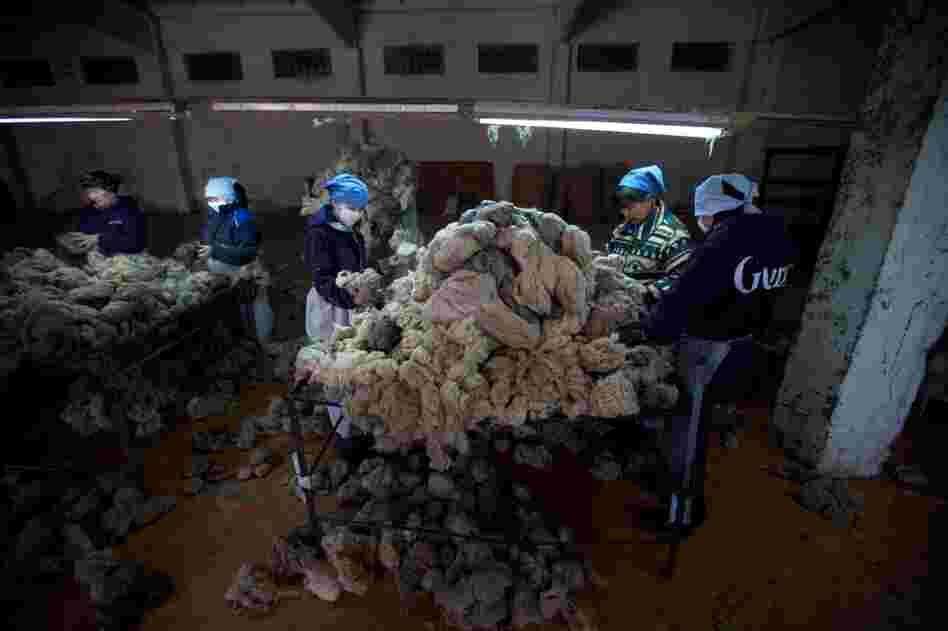 The herdsmen's livestock also supply Mongolia's cashmere manufacturers, traditionally one of the country's main industries. At the Gobi cashmere factory in Ulan Bator, workers sort through newly arrived piles of goat fur, sorting by color and texture.