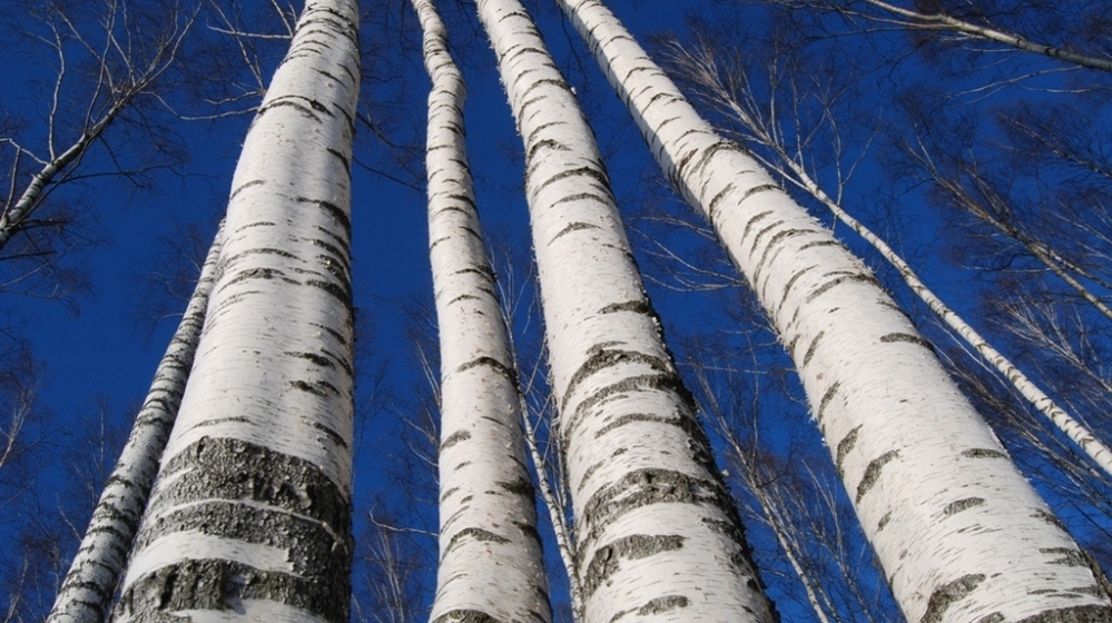 Soaring birches, waiting to be tapped for sap