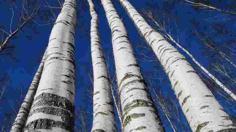 Soaring birches, waiting to be tapped for sap