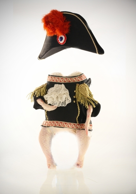 A chicken dressed like Napoleon A chicken dressed like Napoleon