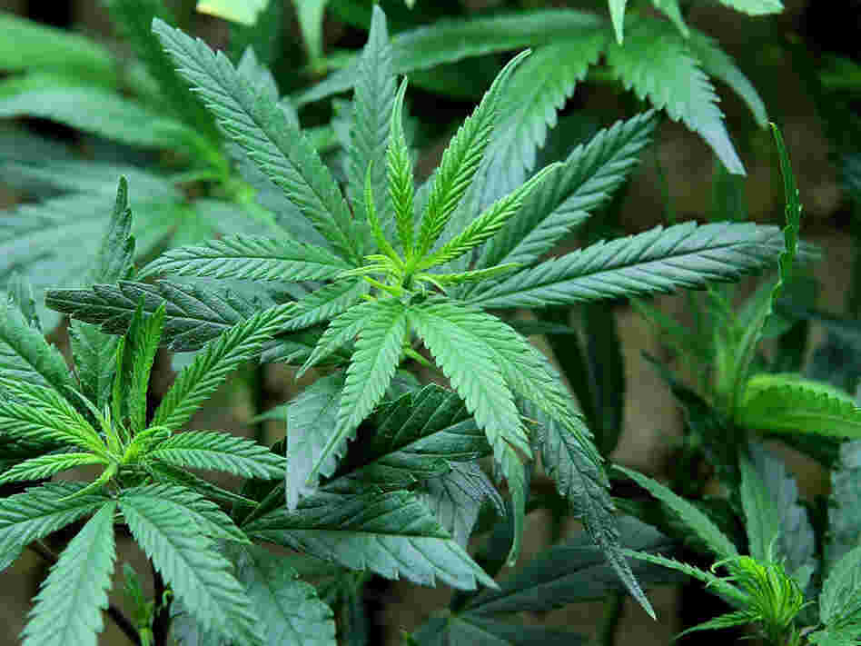 It would take a lot of marijuana plants such as these to make four tons.