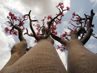 The desert rose got its name from its blossoms, though the plant is not related to cultivated roses. Herders tie strips of the poisonous bark around the necks of young goats in an effort to protect them from marauding feral cats. The desert rose got its name from its blossoms, though the plant is not related to cultivated roses. Herders tie strips of the poisonous bark around the necks of young goats in an effort to protect them from marauding feral cats.