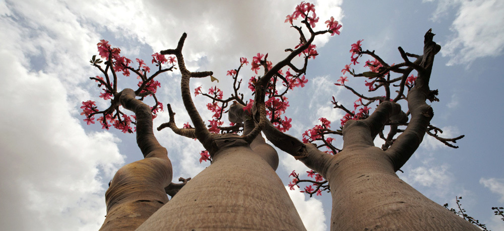 The desert rose got its name from its blossoms, though the plant is not related to cultivated roses. Herders tie strips of the poisonous bark around the necks of young goats in an effort to protect them from marauding feral cats.
