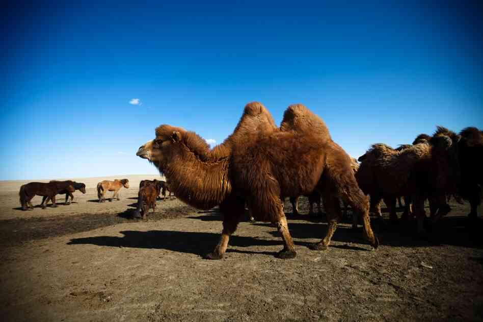 South Gobi is made up mostly of herders who graze their animals in this arid land. The herders fear too much water will be lost to mining.