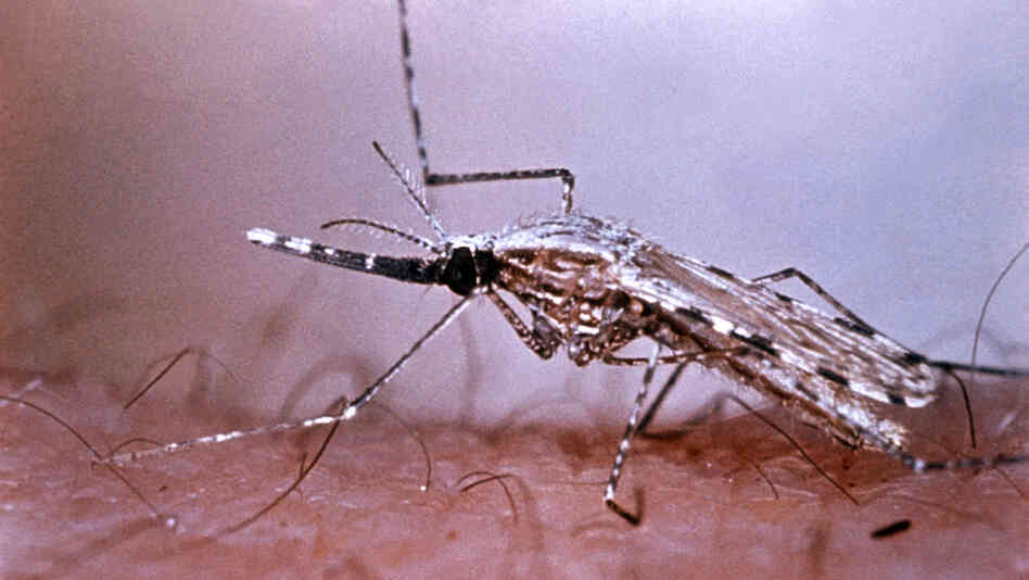 The Anopheles stephensi mosquito transmits the malarial parasite while dining on human blood. You can find this type of mosquito in Afghanistan, China, India, Thailand and the Middle East. The Anopheles stephensi mosquito transmits the malarial parasite while dining on human blood. You can find this type of mosquito in Afghanistan, China, India, Thailand and the Middle East.