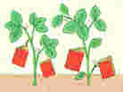 Illustration: Strawberries shaped like books grow in a garden. Illustration: Strawberries shaped like books grow in a garden.