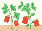 Illustration: Strawberries shaped like books grow in a garden. Illustration: Strawberries shaped like books grow in a garden.