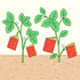 Illustration: Strawberries shaped like books grow in a garden. Illustration: Strawberries shaped like books grow in a garden.